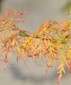 Garden Goods Direct Viridis Japanese Maple 7 Garden Goods Direct Viridis Japanese Maple
