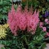 Garden Goods Direct Perennials Astilbe Visions In Pink