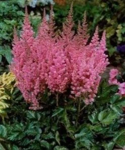 Garden Goods Direct Perennials Astilbe Visions In Pink