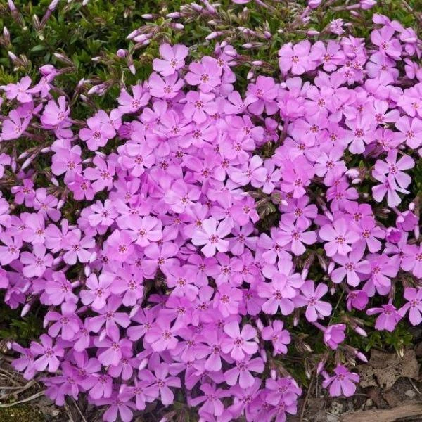 Garden Goods Direct Perennials Phlox Subulata Emerald Pink 3 Garden Goods Direct Perennials Phlox Subulata Emerald Pink