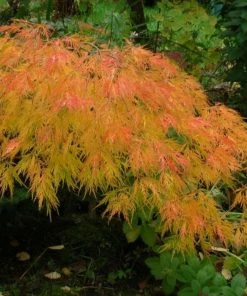 Garden Goods Direct Trees Waterfall Japanese Maple
