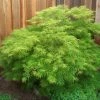 Garden Goods Direct Trees Waterfall Japanese Maple
