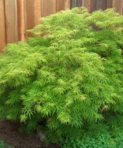 Garden Goods Direct Trees Waterfall Japanese Maple