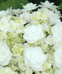 Garden Goods Direct Wedding Gown Hydrangea Shrubs 6 Garden Goods Direct Wedding Gown Hydrangea Shrubs