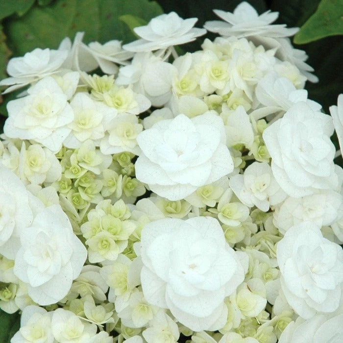 Garden Goods Direct Wedding Gown Hydrangea Shrubs 3 Garden Goods Direct Wedding Gown Hydrangea Shrubs