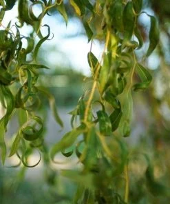 Garden Goods Direct Trees Weeping Willow 7 Garden Goods Direct Trees Weeping Willow