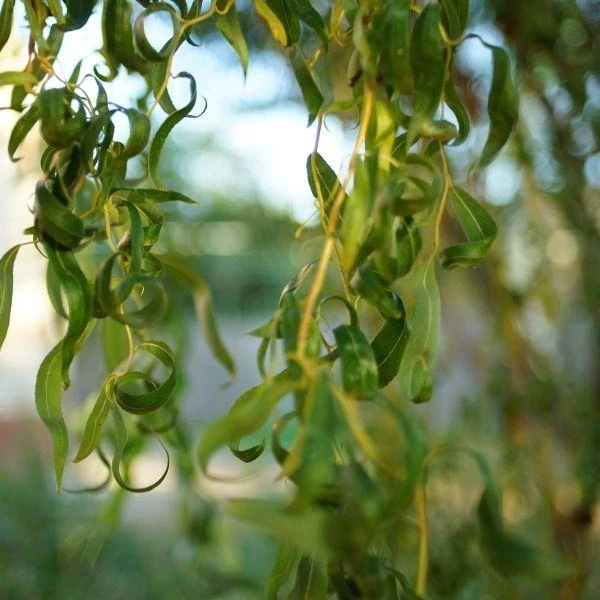 Garden Goods Direct Trees Weeping Willow 4 Garden Goods Direct Trees Weeping Willow