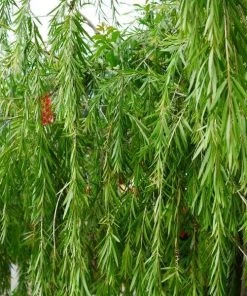 Garden Goods Direct Trees Weeping Willow