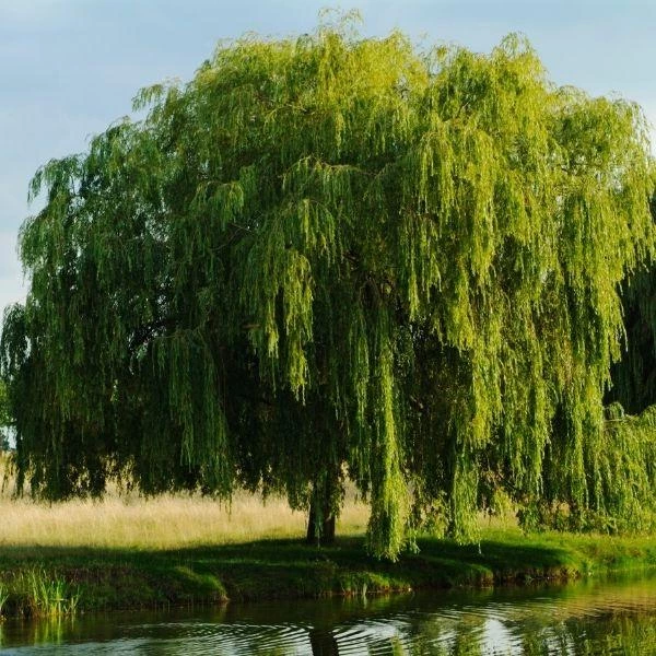 Garden Goods Direct Trees Weeping Willow 3 Garden Goods Direct Trees Weeping Willow