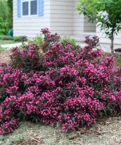 Garden Goods Direct Proven Winners® Color Choice® Midnight Wine® Weigela Shrubs
