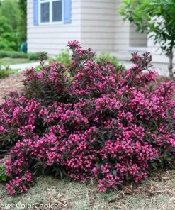 Garden Goods Direct Proven Winners® Color Choice® Spilled Wine® Weigela