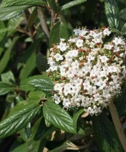 Garden Goods Direct Prague Viburnum Shrubs 5 Garden Goods Direct Prague Viburnum Shrubs