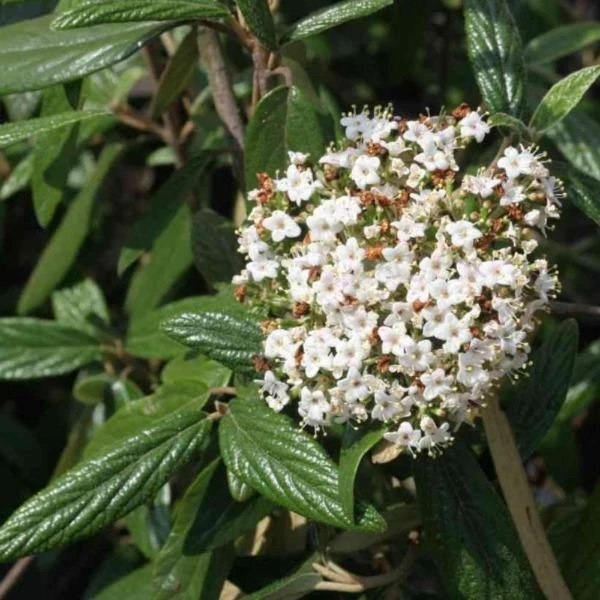 Garden Goods Direct Prague Viburnum Shrubs 3 Garden Goods Direct Prague Viburnum Shrubs