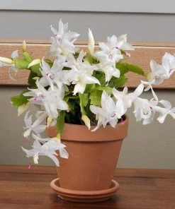 Garden Goods Direct White Christmas Cactus