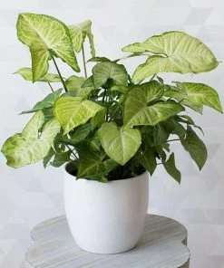 Garden Goods Direct Syngonium White Butterfly