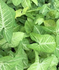 Garden Goods Direct Syngonium White Butterfly