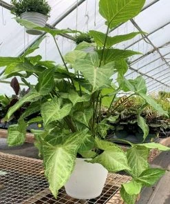 Garden Goods Direct Syngonium White Butterfly