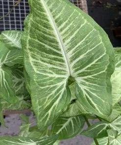Garden Goods Direct Syngonium White Butterfly