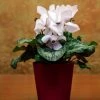 Garden Goods Direct House Plants White Cyclamen