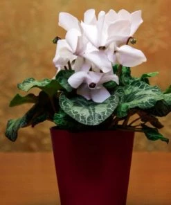 Garden Goods Direct House Plants White Cyclamen