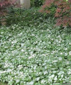 Garden Goods Direct Lamium White Nancy