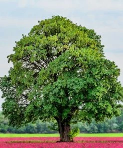 Garden Goods Direct White Oak Tree