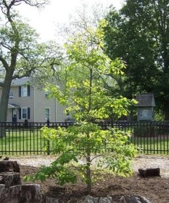 Garden Goods Direct White Oak Tree