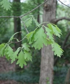 Garden Goods Direct White Oak Tree