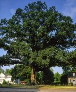 Garden Goods Direct White Oak Tree
