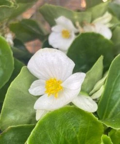 Garden Goods Direct Annuals White Begonia
