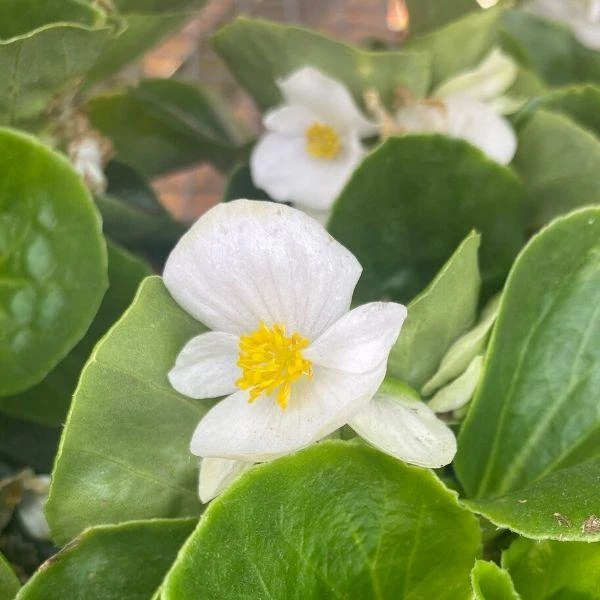 Garden Goods Direct Annuals White Begonia 1 Garden Goods Direct Annuals White Begonia