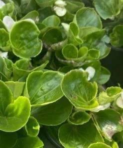 Garden Goods Direct Annuals White Begonia 7 Garden Goods Direct Annuals White Begonia