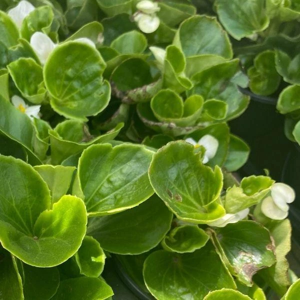 Garden Goods Direct Annuals White Begonia 4 Garden Goods Direct Annuals White Begonia