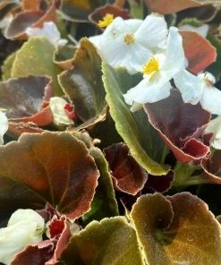 Garden Goods Direct Bronze Leaf White Begonia Annuals