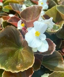 Garden Goods Direct Bronze Leaf White Begonia Annuals