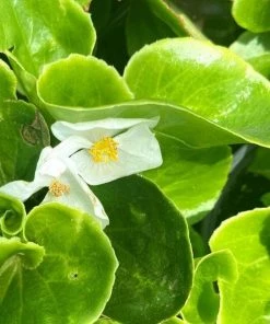 Garden Goods Direct Annuals White Begonia