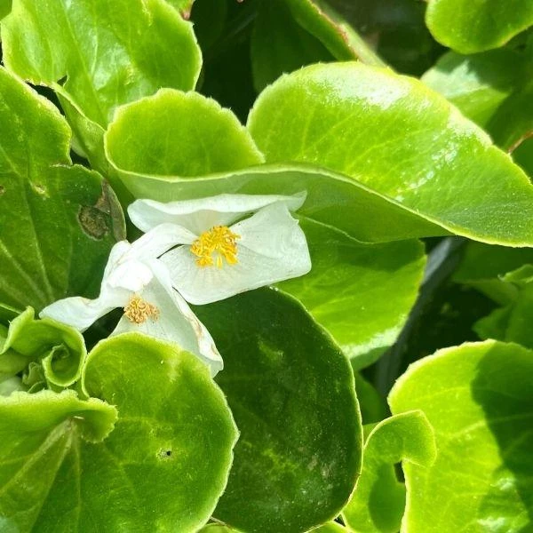 Garden Goods Direct Annuals White Begonia 2 Garden Goods Direct Annuals White Begonia