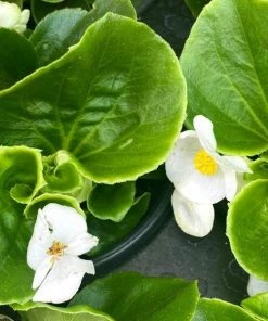 Garden Goods Direct Annuals White Begonia 6 Garden Goods Direct Annuals White Begonia