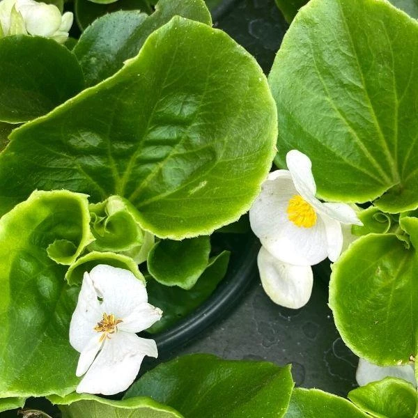Garden Goods Direct Annuals White Begonia 3 Garden Goods Direct Annuals White Begonia