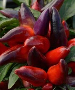 Garden Goods Direct Annuals Ornamental Pepper Wicked