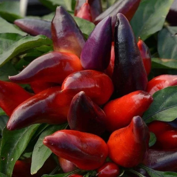 Garden Goods Direct Annuals Ornamental Pepper Wicked 1 Garden Goods Direct Annuals Ornamental Pepper Wicked