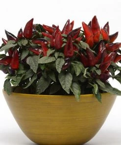 Garden Goods Direct Annuals Ornamental Pepper Wicked
