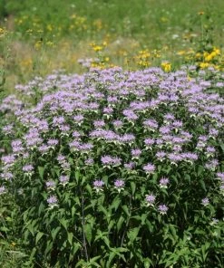 Garden Goods Direct Wild Bergamot Perennials