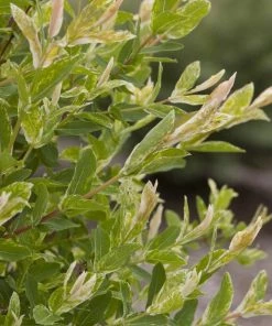 Garden Goods Direct Shrubs Dappled Willow