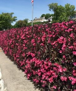 Garden Goods Direct Proven Winners® Color Choice® Wine & Roses® Weigela