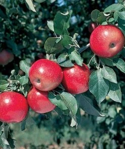 Garden Goods Direct Winesap Apple Tree Trees 6 Garden Goods Direct Winesap Apple Tree Trees