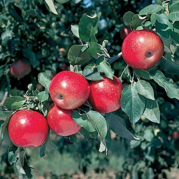 Garden Goods Direct Winesap Apple Tree Trees 3 Garden Goods Direct Winesap Apple Tree Trees