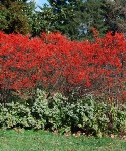 Garden Goods Direct Winter Red Winterberry Holly