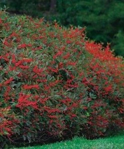 Garden Goods Direct Winter Red Winterberry Holly