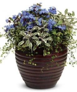 Garden Goods Direct Wire Vine House Plants